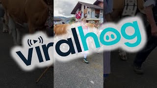 Alpine Cow Parade In Switzerland || ViralHog