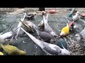 2025年1月5日 　　オカメインコ里親募集