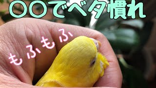 【大公開】セキセイインコがベタ慣れになった我が家の飼育方法