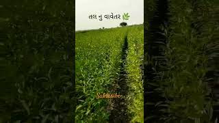 અમારી વાડી🌿#ytshorts