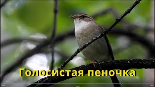 Голосистая пеночка Phylloscopus schwarzi / изучаем птиц / развивающее