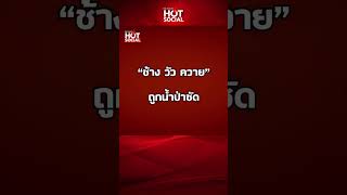 ศูนย์บริบาลช้าง อ.แม่แตง จ.เชียงใหม่ วอนแจ้งเบาะแส “ช้าง วัว ควาย” ถูกน้ำป่าซัด