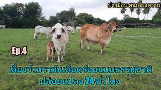 Ep.769 เลี้ยงวัวบรามันเลือดร้อยแบบธรรมชาติ 100% PL ป่าลานฟาร์ม