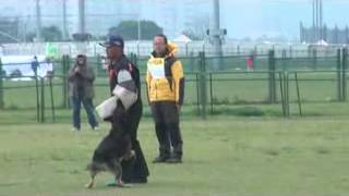 西北訓犬學苑-WUSV2013台灣代表選拔賽IPO 3 Chagall-攻擊97分