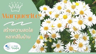 EP.7| 🌼ดอกมากาเร็ต หลากสีและสร้างความสดใส🏡แต่งบ้านสวย 👓ไม่สวยตรงไหน❓เอาปากกา✒มาวง🔘ซิจร้า‼