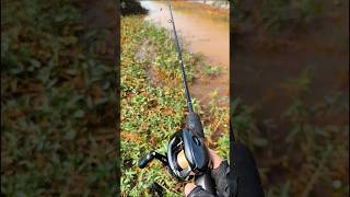 Snakehead fishing! #fishing #fish #បបក់ត្រី2024 #snakeheadhunting #new