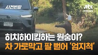 히치하이킹하는 원숭이? 차 가로막고선 팔 뻗어 '엄지척' #글로벌픽 / JTBC 사건반장