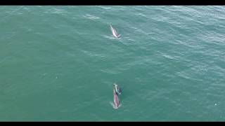 Harbour Porpoise drone footage - Marsvin i Lillebælt