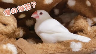 【白文鳥】久しぶりにマロンのお気に入りの別荘を建ててあげました　マロン【Java sparrow】