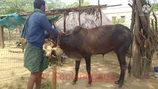 ఈ గిత్త ల వయస్సు తక్కువ పని లో వయస్సు కి మించి పనిచేశాయి.