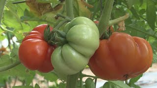 Tomatoes in the Ciao Italia garden