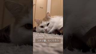 なかなかの貫禄です #shorts #猫 #cat #ラガマフィン#マンチカン