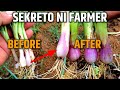 SEKRETO NG FAMRER PARA MAPALAKI ANG LAMAN NG SIBUYAS DAHON? PAANO? | D' Green Thumb