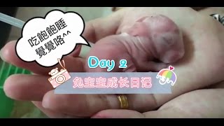 兔寶寶成長日記#Day2 「喝奶篇」吃飽飽睡好好！萌萌噠「如何照顧新生兔寶寶」