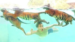 BABY TIGERS GO SWIMMING IN GIANT FRESHWATER LAGOON ! WHAT HAPPENS ?!