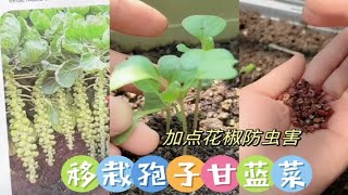 阳台种菜：移栽孢子甘蓝菜，丢上几粒花椒防虫害