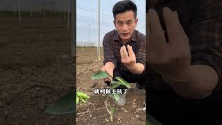 柑橘小苗种植定杆，看株距和行距，是不是密集种植柑橘 柑橘管理 果园管理 知识分享 柑橘苗木