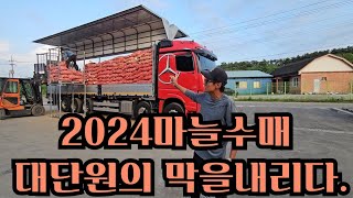 [마늘명가 TV]2024.07.15 마늘명가 막차떠났습니다~~이제 숨고르기 조금하고 농사준비합니다~~#서산마늘 #귀농귀촌