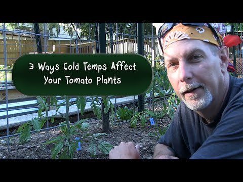 Do plants grow better in warm or cold temperatures?