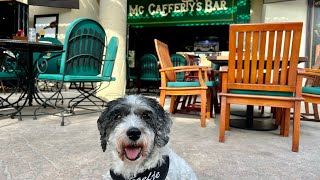 Video 148 - Mc Cafferty’s, Wafi