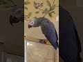 awe heart melting sosweet❤️ iloveyou heartmelting birdvideos einsteinparrot shorts