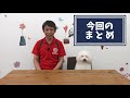 【犬と遊ぶ】遠くに投げたボールをキャッチ！する方法。 ししもの得意技だよ。