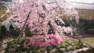 桜の樹木葬｜四季折々の庭園墓地の様子｜奈良県速成寺の芝桜庭園樹木葬🌺