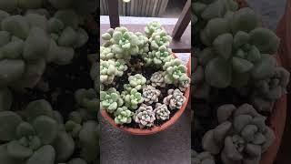 Graptopetalum mendozae| 多肉丸叶姬秋丽