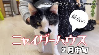 最近のニャイダーハウス(２月中旬)