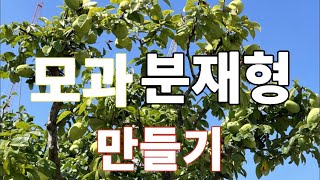 모과나무 여름 순치기 하는 방법 모과열매 크게 키우는 방법 모과나무 분재형 정원수 만드는 방법