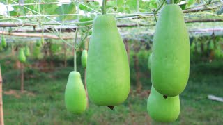 আসুন জেনে নেই শীতকালীন লাউ চাষ পদ্ধতি || Bottle Gourd Cultivation Full Process || Krishok BD