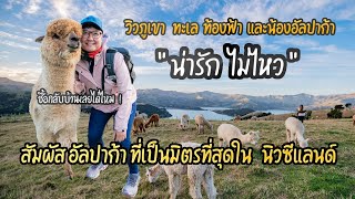 อัลปาก้าที่เป็นมิตรที่สุดในนิวซีแลนด์ น่ารักมากๆ คนรักสัตว์ไม่ควรพลาด