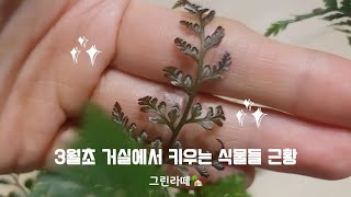 그린라떼의 식물키우는 이야기 | 3월초 거실식물들 근황