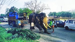 ഓമല്ലൂർ ഗോവിന്ദൻകുട്ടി  in  വൈപ്പിൻ Elephant in Kerala |  Omalloor Govindhankutty#RK WELL #