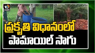 ప్రకృతి విధానంలో పామాయిల్ సాగు | Palm oil Cultivation | Matti Manishi | 10TV News