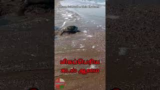 எவ்வளவு பெரிய ஆமை 🐢 ஓமன் கடலில் || biggest turtle in oman beach