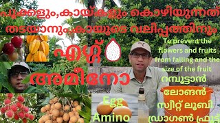 റമ്പൂട്ടാൻ,ലോങൻ .... പൂക്കളും,കായ്കളും കൊഴിയുന്നത് തടയാനും,കായ് വലുപ്പത്തിനും#rambuttan#egg amino