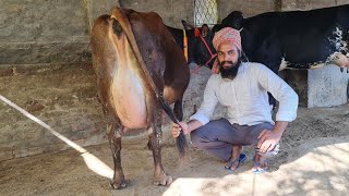 ਟੋਪ ਬਰੀਡ ਦੀ ਜਰਸੀ ਗਾਂ ਵਿਕਾਉ👌Bawa dairy farm