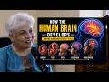 How the Brain Develops from an Embryo | Neuroscience 101