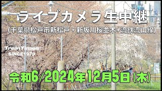 【ライブカメラ】ライブカメラ生中継／千葉県松戸市新坂川桜並木／2024年11月10日【桜並木・流鉄流山線リアルタイム配信・ライブトーク兼用】