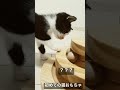 ヨチヨチ子猫vs初めての猫おもちゃ cat kitten 猫 子猫 ねこ こねこ animal cute 猫のいる暮らし shorts