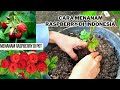 Cara Menanam RASPBERRY DI Indonesia | tips menanam raspberry di pot, how to plant RASPBERRY in pots