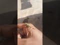 grasshoppers like insects we found in room shorts vlog