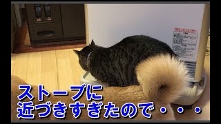 キジトラ猫クロ ストーブに近づきすぎたので・・・