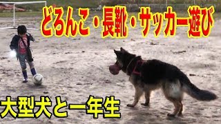 大型犬と泥んこサッカー遊び！一年生の孫とシェパード犬マックAlsatian