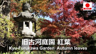 旧古河庭園　紅葉/ Kyu-Furukawa Garden  Autumn leaves