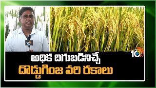 అధిక దిగుబడినిచ్చే దొడ్డుగింజ వరి రకాలు | High Yield Rice Crops | Matti Manishi | 10TV