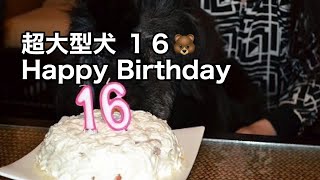 １６歳差！大型犬　#newfoundlanddog  #大型犬 #ニューファンドランド犬 #超大型犬