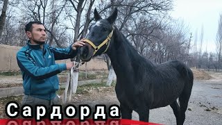 САРДОРДА УСПИРИН ТОЙ..ROSSIYADAN KELGAN OʻSPIRIN TOY SOTILADI.(Mus Tv)#Otlar#Horse#Otbozor#Uloqchiot