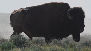 #NatZooZen: American Bison Wallowing